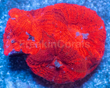 Carregar imagem no visualizador da galeria, Two-Tone Red Acanthastrea bowerbanki Frag Acanthastrea bowerbanki (Two-Tone Red Morph)