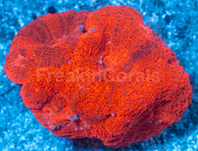 Carregar imagem no visualizador da galeria, Two-Tone Red Acanthastrea bowerbanki Frag Acanthastrea bowerbanki (Two-Tone Red Morph)