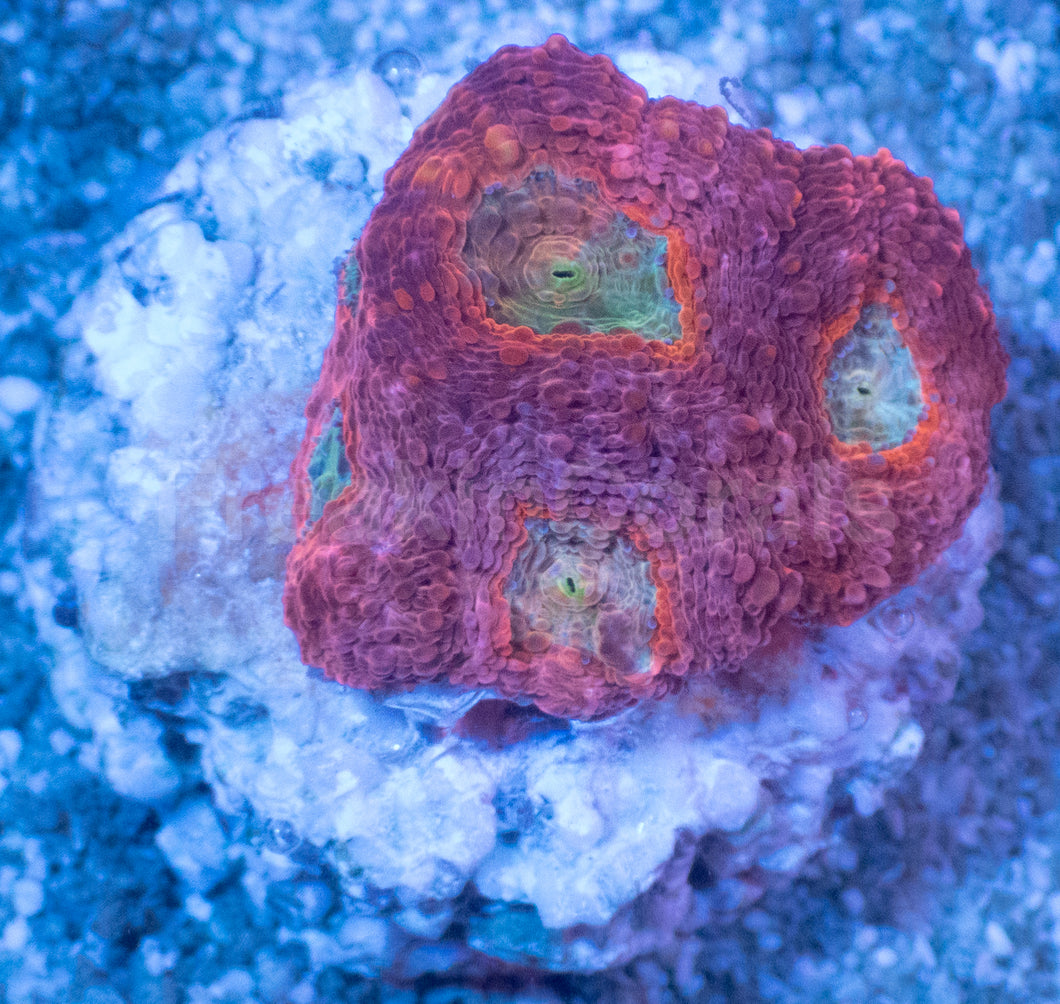 Orange Echinata Acanthastrea Frag