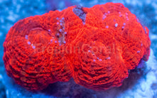 Carregar imagem no visualizador da galeria, Two-Tone Red Acanthastrea bowerbanki Frag Acanthastrea bowerbanki (Two-Tone Red Morph)