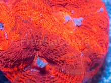 Carregar imagem no visualizador da galeria, Two-Tone Red Acanthastrea bowerbanki Frag Acanthastrea bowerbanki (Two-Tone Red Morph)