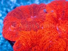 Carregar imagem no visualizador da galeria, Two-Tone Red Acanthastrea bowerbanki Frag Acanthastrea bowerbanki (Two-Tone Red Morph)