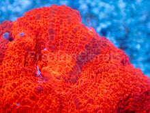 Carregar imagem no visualizador da galeria, Two-Tone Red Acanthastrea bowerbanki Frag Acanthastrea bowerbanki (Two-Tone Red Morph)
