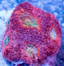 Load image into Gallery viewer, Orange Echinata Acanthastrea Frag