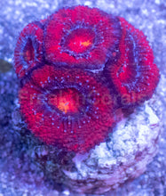 Load image into Gallery viewer, Acanthastrea lowdwensis Rainbow Frag Acanthastrea lowdwensis (Rainbow Morph)