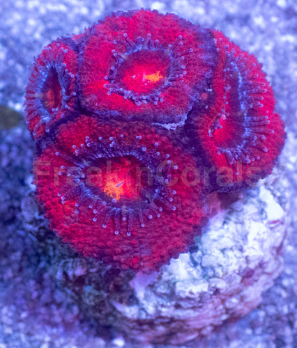 Acanthastrea lowdwensis Rainbow Frag Acanthastrea lowdwensis (Rainbow Morph)