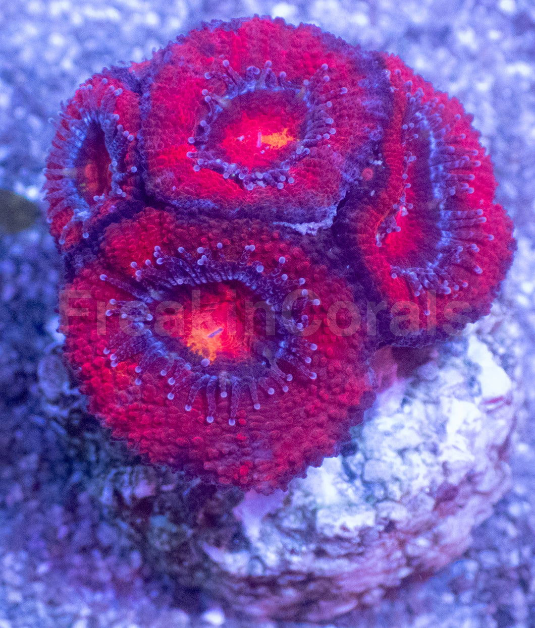Acanthastrea lowdwensis Rainbow Frag Acanthastrea lowdwensis (Rainbow Morph)