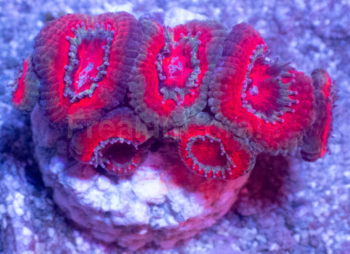 Acanthastrea lowdwensis Rainbow Frag Acanthastrea lowdwensis (Rainbow Morph)