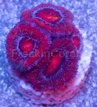 Load image into Gallery viewer, Acanthastrea lowdwensis Rainbow Frag Acanthastrea lowdwensis (Rainbow Morph)