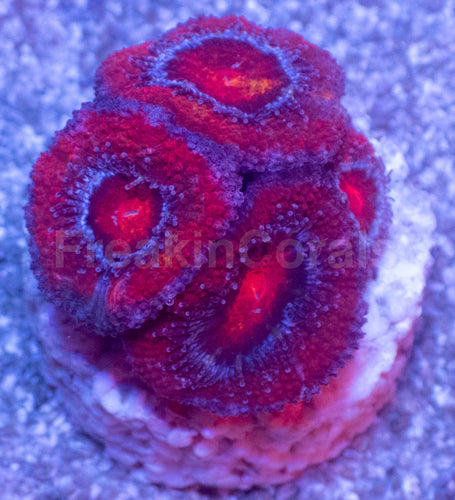 Acanthastrea lowdwensis Rainbow Frag Acanthastrea lowdwensis (Rainbow Morph)