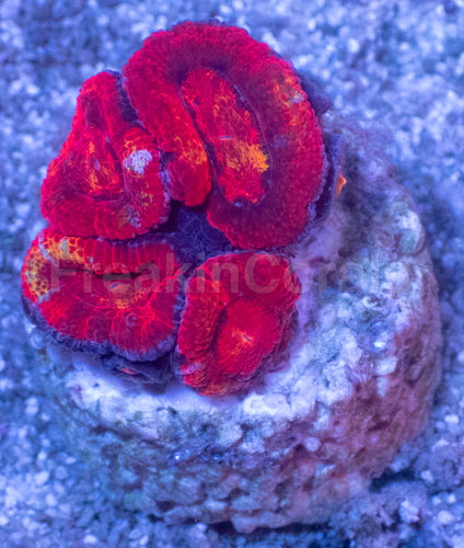 Acanthastrea lowdwensis Rainbow Frag Acanthastrea lowdwensis (Rainbow Morph)