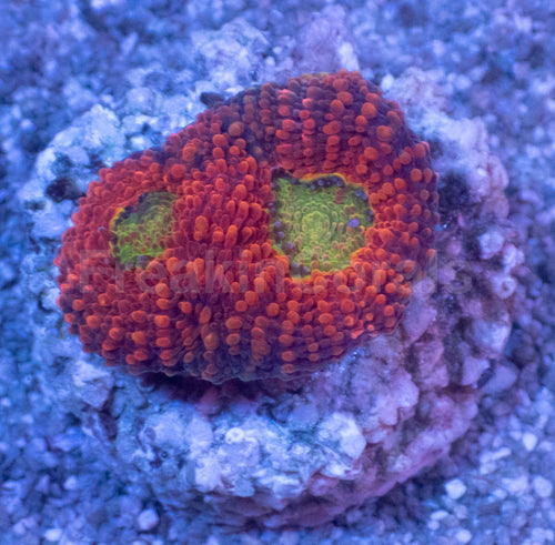 Orange Echinata Acanthastrea Frag Acanthastrea echinata (Vibrant Orange Morph)