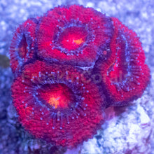 Load image into Gallery viewer, Acanthastrea lowdwensis Rainbow Frag Acanthastrea lowdwensis (Rainbow Morph)