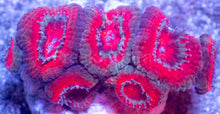 Load image into Gallery viewer, Acanthastrea lowdwensis Rainbow Frag Acanthastrea lowdwensis (Rainbow Morph)