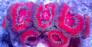 Acanthastrea lowdwensis Rainbow Frag Acanthastrea lowdwensis (Rainbow Morph)