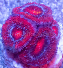 Load image into Gallery viewer, Acanthastrea lowdwensis Rainbow Frag Acanthastrea lowdwensis (Rainbow Morph)