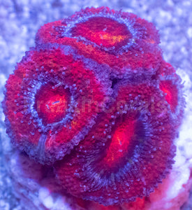 Acanthastrea lowdwensis Rainbow Frag Acanthastrea lowdwensis (Rainbow Morph)