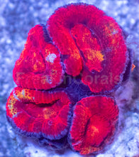 Load image into Gallery viewer, Acanthastrea lowdwensis Rainbow Frag Acanthastrea lowdwensis (Rainbow Morph)