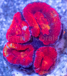 Acanthastrea lowdwensis Rainbow Frag Acanthastrea lowdwensis (Rainbow Morph)