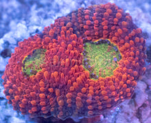 Load image into Gallery viewer, Orange Echinata Acanthastrea Frag Acanthastrea echinata&nbsp;(Vibrant Orange Morph)