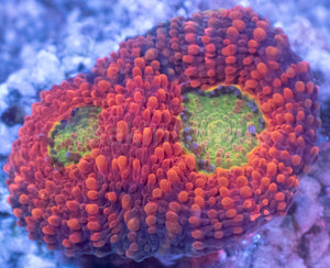 Orange Echinata Acanthastrea Frag Acanthastrea echinata&nbsp;(Vibrant Orange Morph)