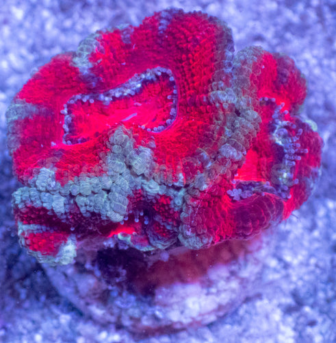 Acanthastrea lowdwensis Rainbow Frag Acanthastrea lowdwensis (Rainbow Morph)