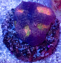 Load image into Gallery viewer, BigR Gumdrop Echinata Frag Acanthastrea echinata (BigR Gumdrop Morph)
