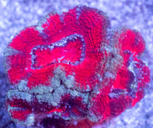 Load image into Gallery viewer, Acanthastrea lowdwensis Rainbow Frag Acanthastrea lowdwensis (Rainbow Morph)