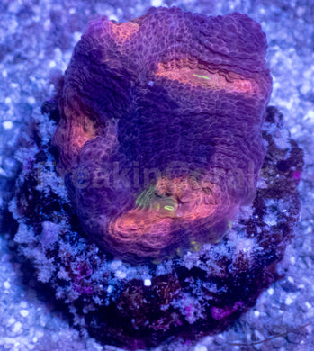 BigR Gumdrop Echinata Frag Acanthastrea echinata (BigR Gumdrop Morph)