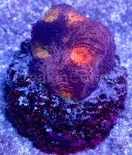 Load image into Gallery viewer, BigR Gumdrop Echinata Frag Acanthastrea echinata (BigR Gumdrop Morph)