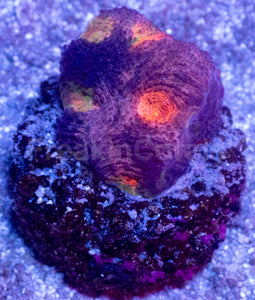 BigR Gumdrop Echinata Frag Acanthastrea echinata (BigR Gumdrop Morph)