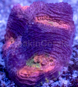 BigR Gumdrop Echinata Frag Acanthastrea echinata (BigR Gumdrop Morph)