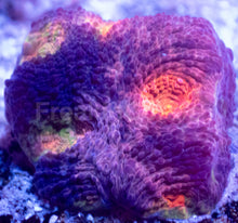 Load image into Gallery viewer, BigR Gumdrop Echinata Frag Acanthastrea echinata (BigR Gumdrop Morph)