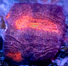 Load image into Gallery viewer, BigR Gumdrop Echinata Frag Acanthastrea echinata (BigR Gumdrop Morph)