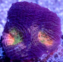 Load image into Gallery viewer, BigR Gumdrop Echinata Frag Acanthastrea echinata (BigR Gumdrop Morph)