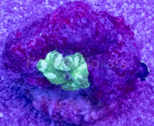 Discosoma Green with White Stripes
