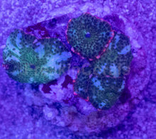 Load image into Gallery viewer, Discosoma Green with White Stripes