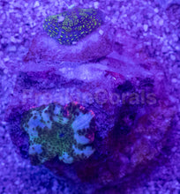 Load image into Gallery viewer, Discosoma Green with White Stripes