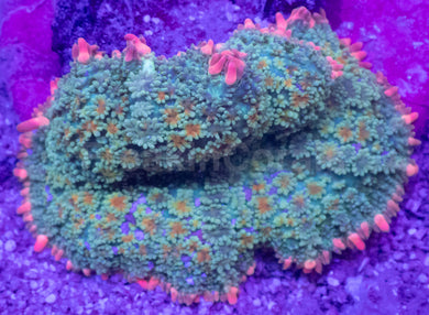 Pink Border Green Rhodacthis