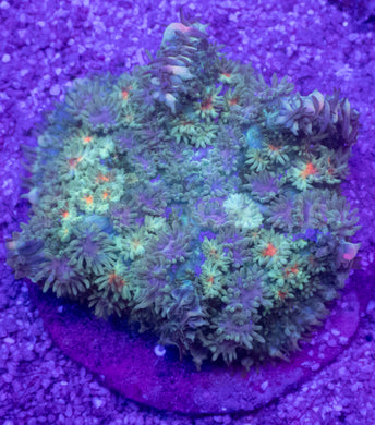 Green Fluffy Black Rhodacthis