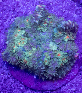 Green Fluffy Black Rhodacthis