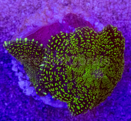 Purple & Yellow Rhodactis Coral