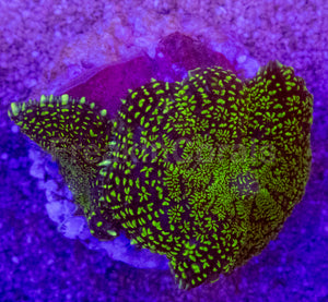 Purple &amp; Yellow Rhodactis Coral