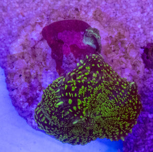 Purple &amp; Yellow Rhodactis Coral