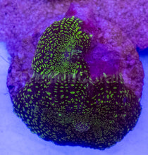 Load image into Gallery viewer, Purple &amp; Yellow Rhodactis Coral
