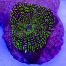 Load image into Gallery viewer, Purple &amp; Yellow Rhodactis Coral