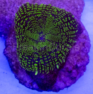 Purple &amp; Yellow Rhodactis Coral