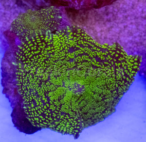 Purple &amp; Yellow Rhodactis Coral