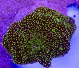 Purple &amp; Yellow Rhodactis Coral