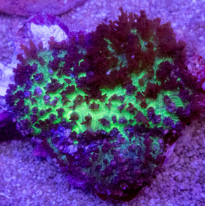 Green Fluffy Black Rhodacthis
